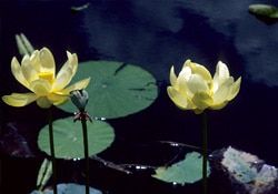 American Lotus