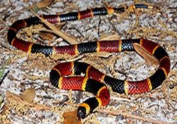 Eastern Coral Snake, Coral Snake