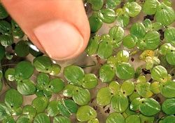Giant Duckweed