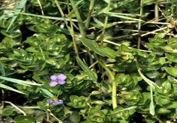 Lemon Bacopa