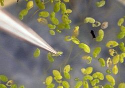 Small Duckweed