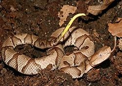 Southern Copperhead, Copperhead, Highland Moccasin, Chunkhead