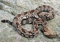 Timber Rattlesnake, Canebrake Rattlesnake