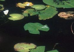 Water Lily